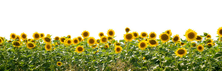 field of sunflowers