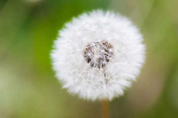 Dandelion flying on green background