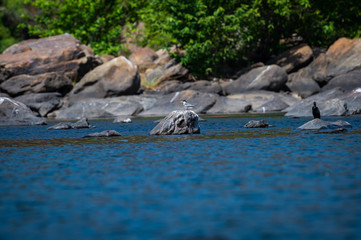 River tern or Sterna aurantia resting over rock in middle of chambal river in a beautiful blue water at rawatbhata, kota, rajasthan, india