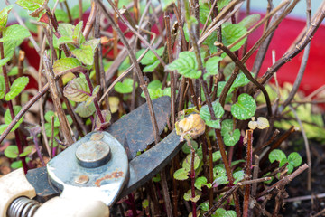Gardener cutting pruning dead twigs from a garden mint plant,  using secateurs