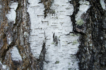 Bark of birch tree. Black-white birch bark close-up.
