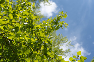 Green leaves of a tree against the blue sky and the sun. Soft white clouds in the blue sky. Sun soft light through the green foliage of the tree.