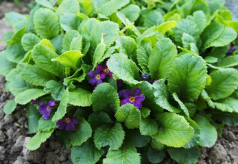 Green flowers of a plant close up