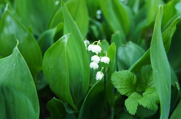 Obraz premium Green lilies of the valley with white flowers bells close-up.