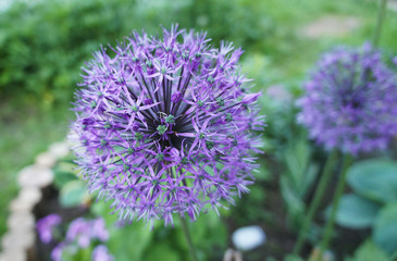 Fototapeta premium Lilac purple round flower growing closeup.