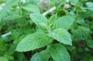 Green mint close up. The plant in the garden grows.