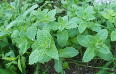 Green mint close up. The plant in the garden grows.