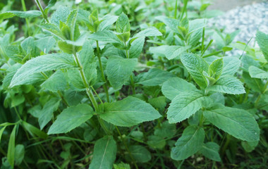Green mint close up. The plant in the garden grows.