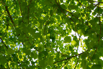 Thick green foliage of trees.