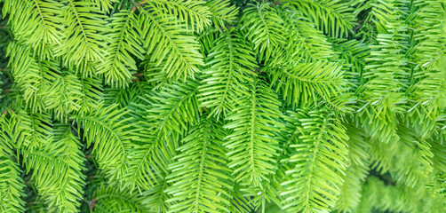 Background of green twigs; Fluffy young branch fir tree with drops