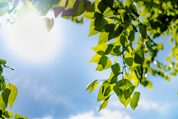 Obraz premium Green leaves of a tree against the blue sky and the sun. Soft white clouds in the blue sky. Sun soft light through the green foliage of the tree.
