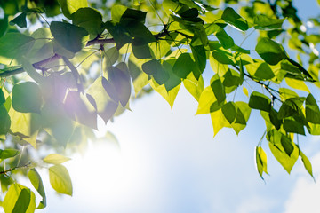 Green leaves of a tree against the blue sky and the sun. Soft white clouds in the blue sky. Sun soft light through the green foliage of the tree.