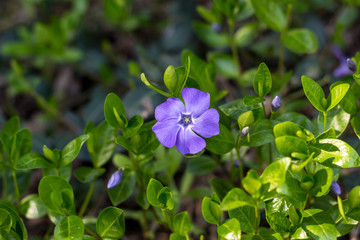 Young spring flower Periwinkle plant with green leaves and blue flowers