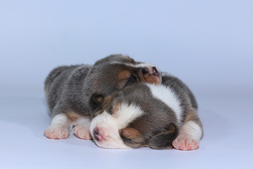 Fototapeta na wymiar Silver tri color beagle puppy is sleeping and looking in first time 