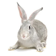 Obraz premium grey rabbit on a white background