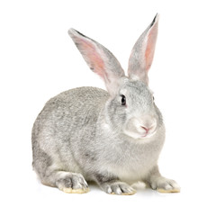 grey rabbit on a white background