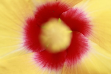 Closeup macro of a yellow Hibiscus.