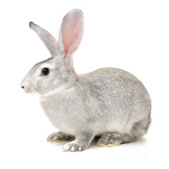 grey rabbit on a white background