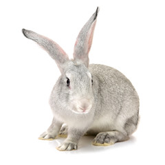 grey rabbit on a white background