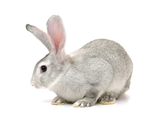 grey rabbit on a white background