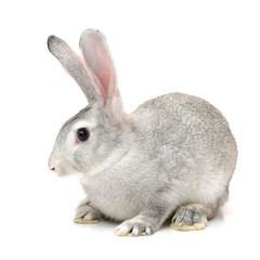grey rabbit on a white background