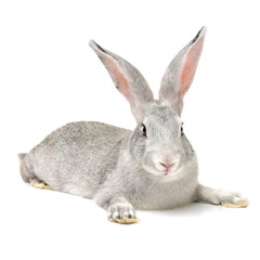 Obraz premium grey rabbit on a white background