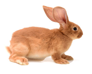 Obraz premium Baby of orange rabbit on white background 