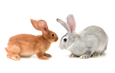 orange rabbit and grey rabbit on a white background