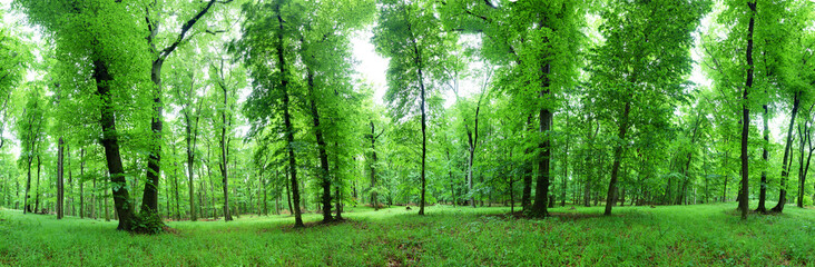 Fototapeta na wymiar Panorama of green forest at spring landscape