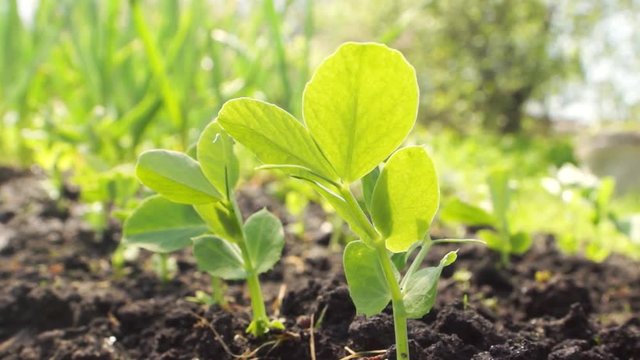 Young pea sprouts in the garden-bed. Agriculture, growing vegetables