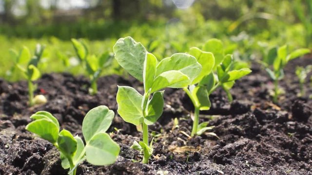 Young peas in a sunny garden. The concept of agriculture, growing vegetables