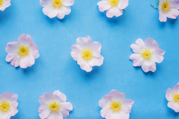 Background of delicate pink flowers on blue. Floral background.