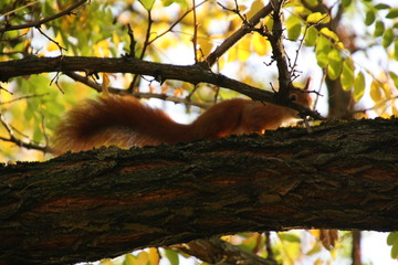 Baumfuchs/Squirrel auf einem Ast, Mannheim Herbst 17