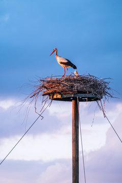 Storchenpaar im Storchennest beim Br&uuml;ten im Sonnenuntergang