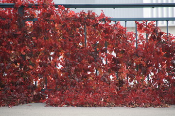 Roter Wein/Red Wine Leaves klettert an Brückengeländer hoch, gesehen in Mannheim 2017