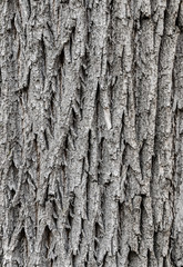 bark of tree Texture for background.