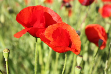 Fototapeta na wymiar Poppy flower background in the garden.