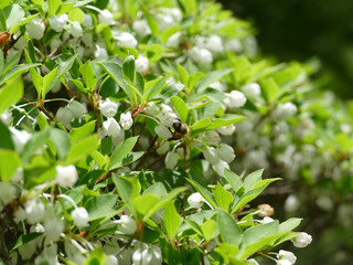 ドウダンツツジの蜜を吸う蜂