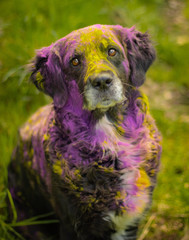 Hund Bordercollie
