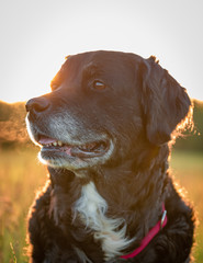 Hund Bordercollie