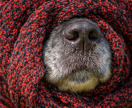 Wuff Bilder – Durchsuchen 779 Archivfotos, Vektorgrafiken und Videos ...