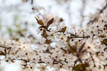 close up of cherry plum flower in springtime