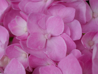 Close up Hydrangea flower