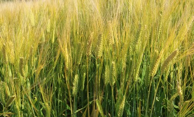 風景　田舎　麦　畑　春　杤木