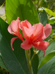 Pink Indian shot flower.