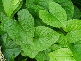 Green leaves of Confederate vine