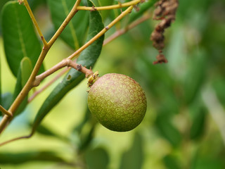 Close up a Longan fresh on longan tree.