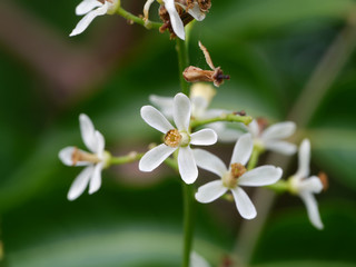 Close up Azardirachta excelsa (Jack) Jacobs flower.