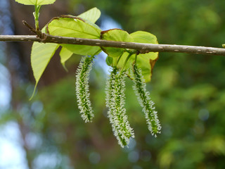 Green mulberry flower with blur background.