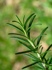 Close up of Rosemary plant with blur background.